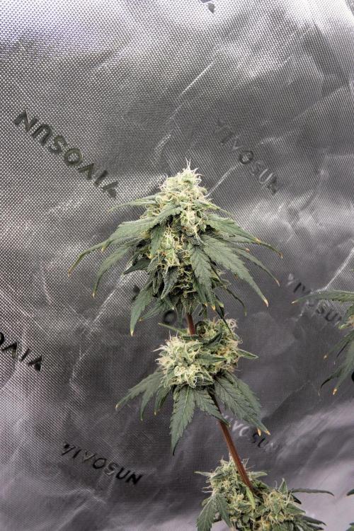 Blueberry. Week 11