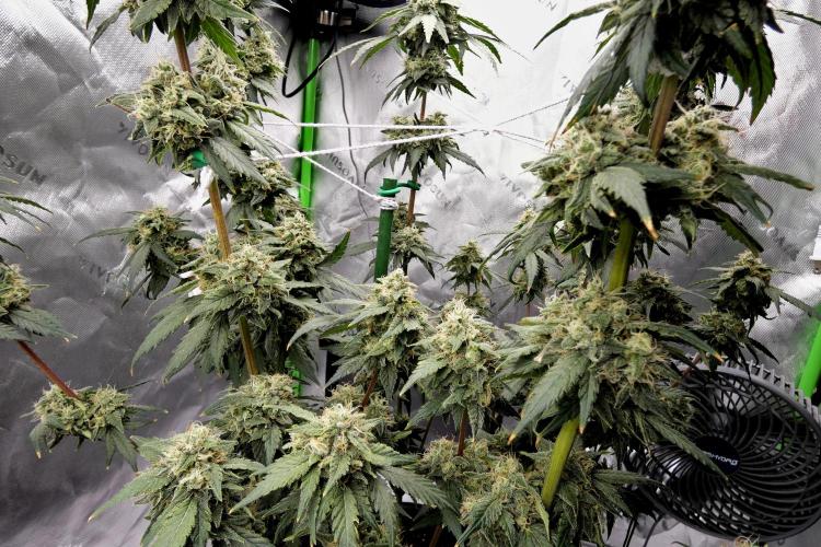 Blueberry. Week 11