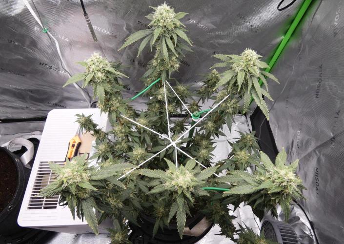 Blueberry. Week 11