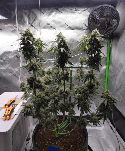 Blueberry. Week 11