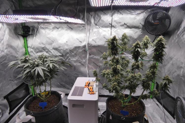 Blueberry. Week 11