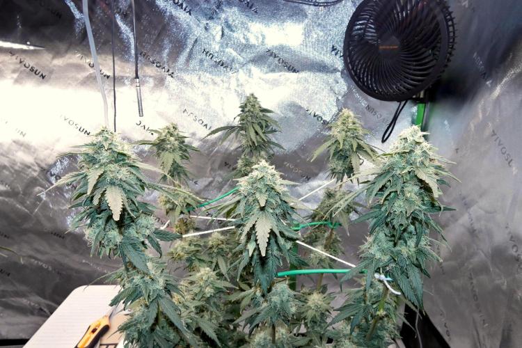 Blueberry. Week 11