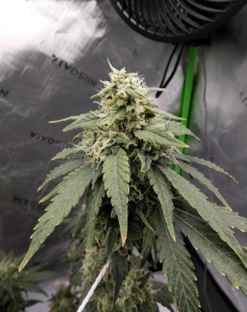 Blueberry. Week 11