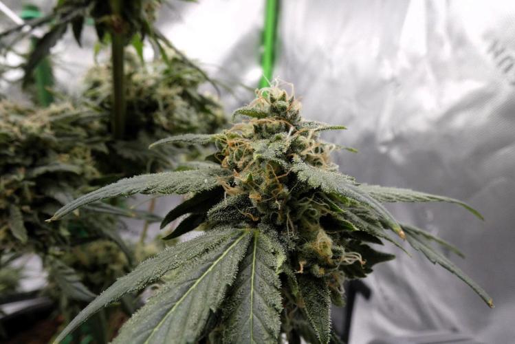 Blueberry. Week 11