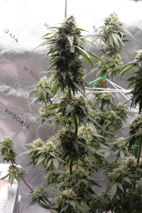 Blueberry. Week 11