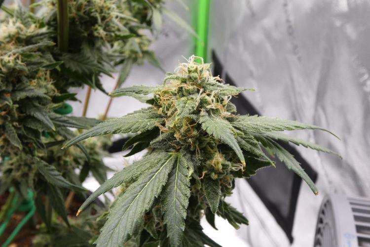 Blueberry. Week 11