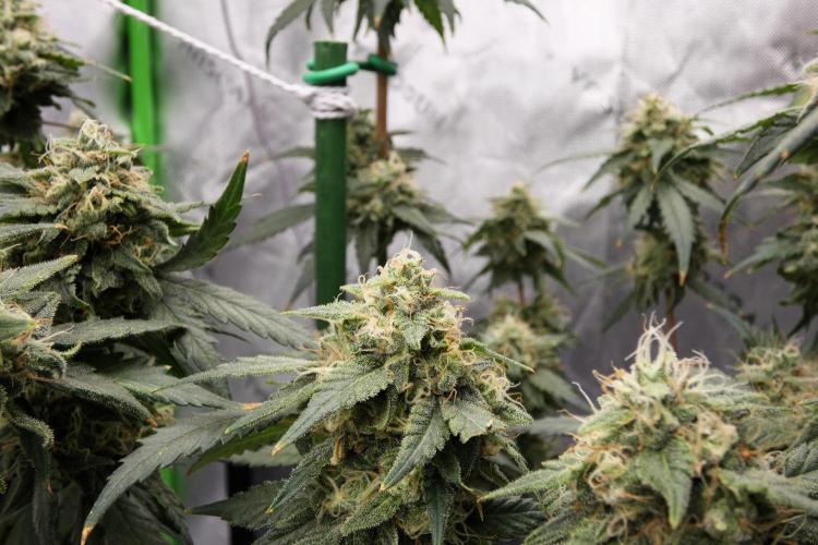 Blueberry. Week 11