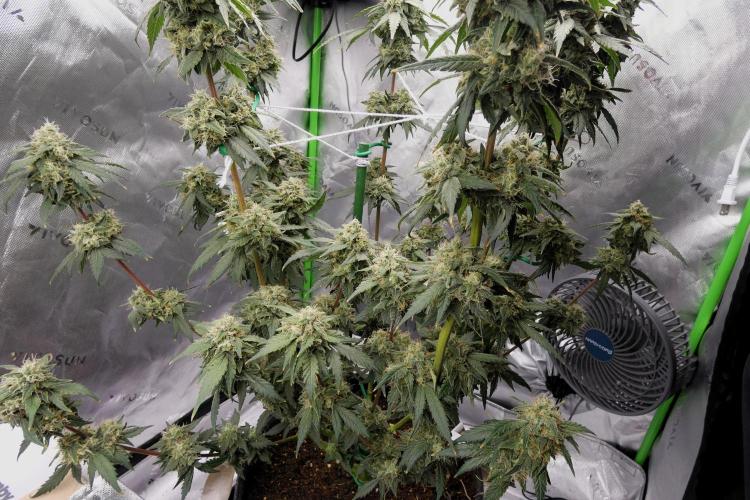 Blueberry. Week 11