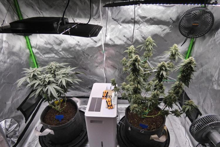 Blueberry. Week 11