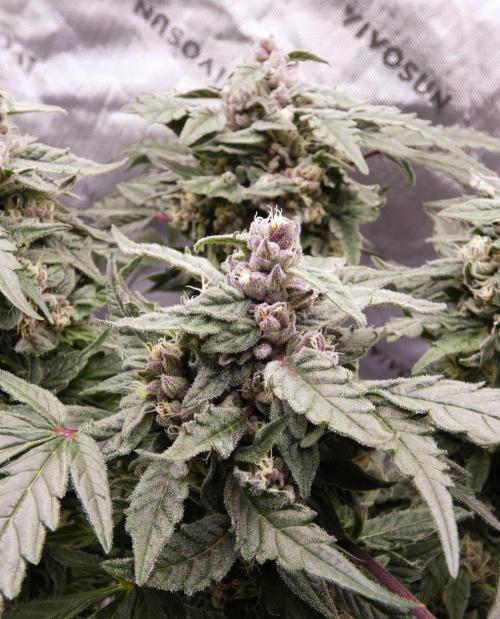 Four Banger. Week 11