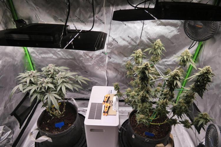 Four Banger. Week 11