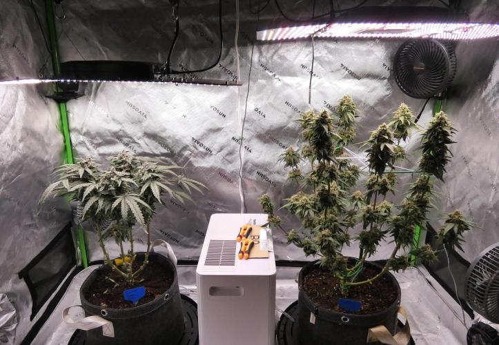 Four Banger. Week 11