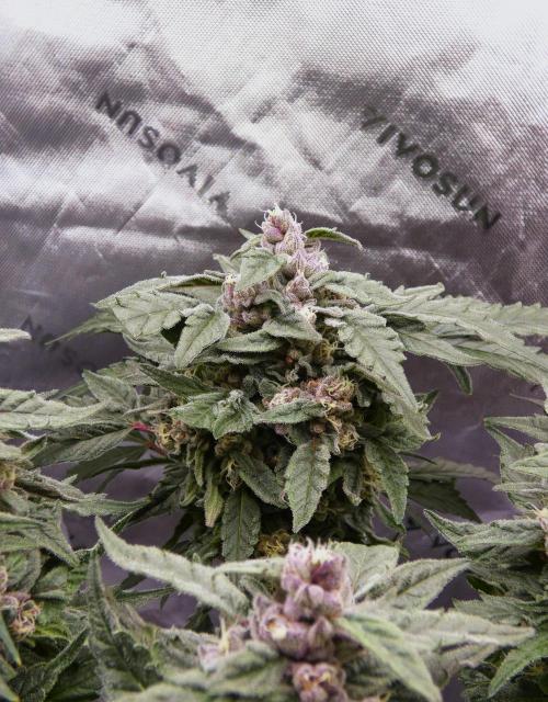 Four Banger. Week 11