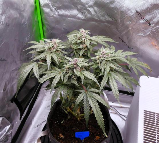 Four Banger. Week 11
