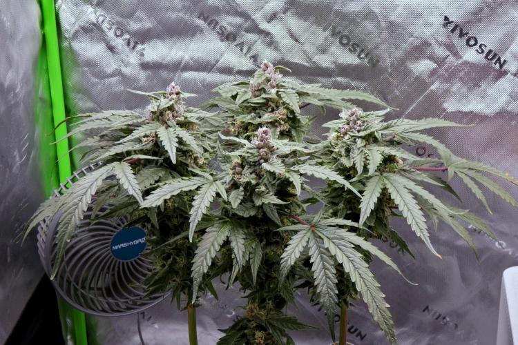 Four Banger. Week 11