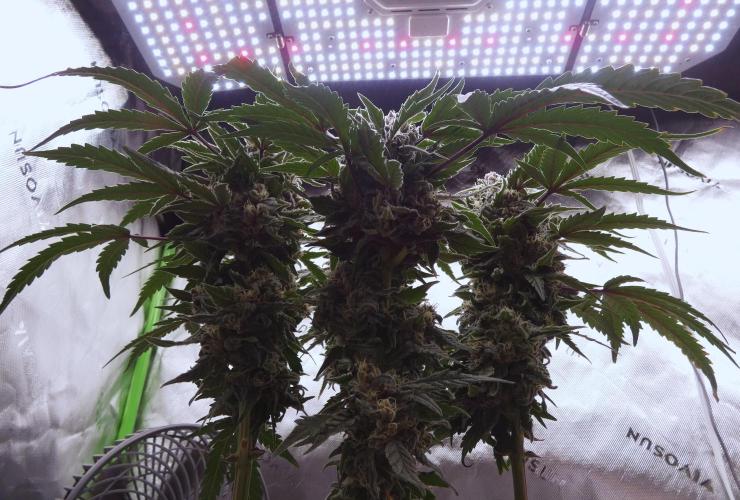 Four Banger. Week 11