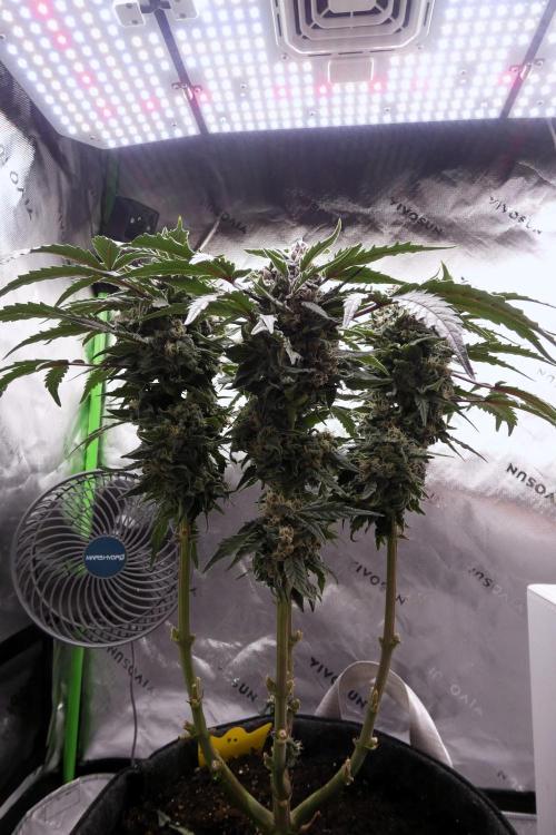 Four Banger. Week 11