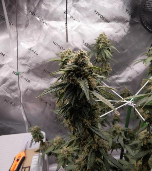 Blueberry. Week 12