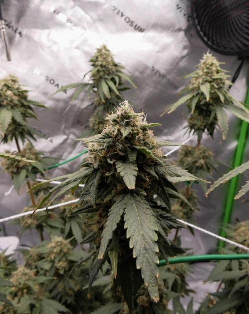Blueberry. Week 12