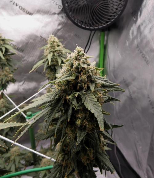 Blueberry. Week 12