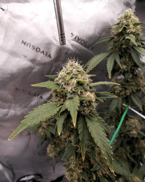 Blueberry. Week 12