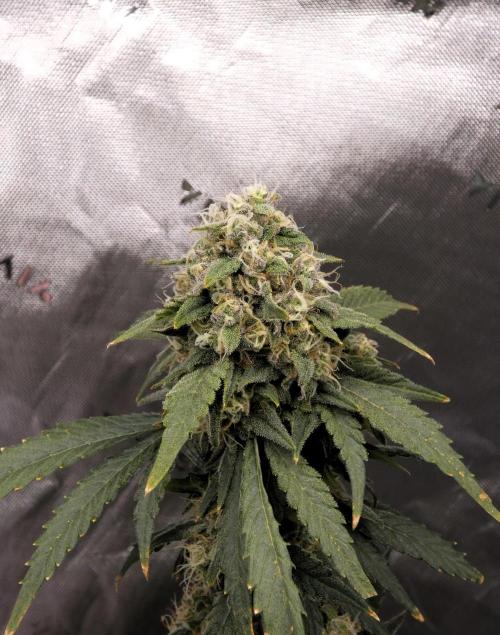 Blueberry. Week 12