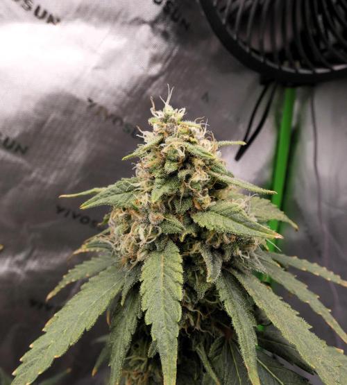 Blueberry. Week 12
