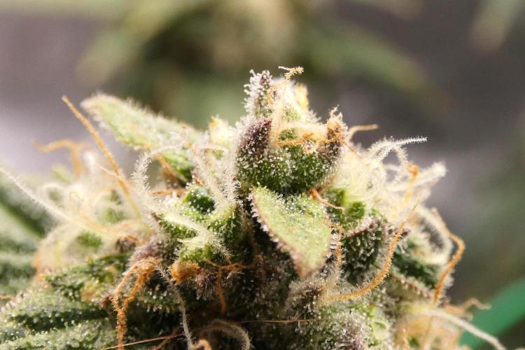 Blueberry. Week 12