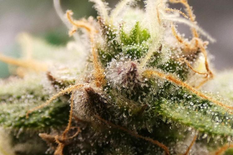 Blueberry. Week 12