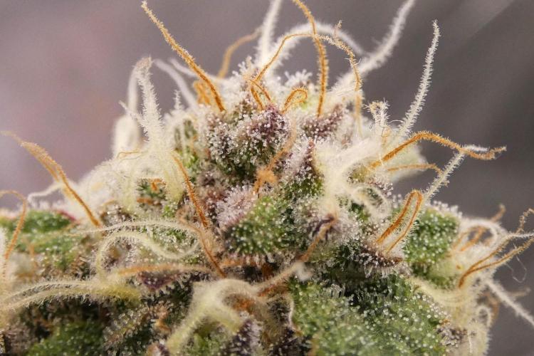 Blueberry. Week 12