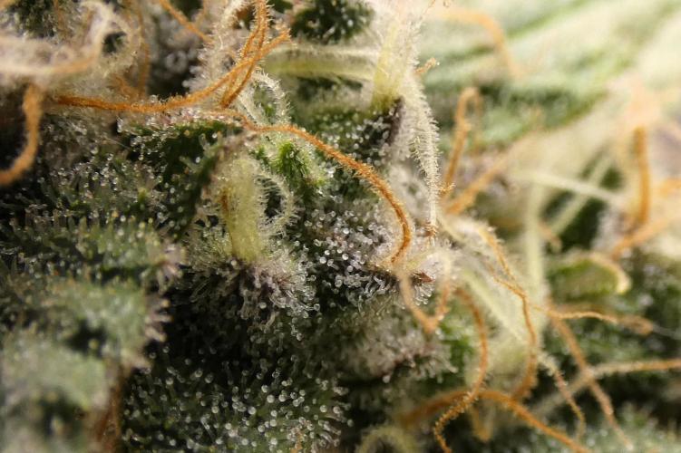 Blueberry. Week 12