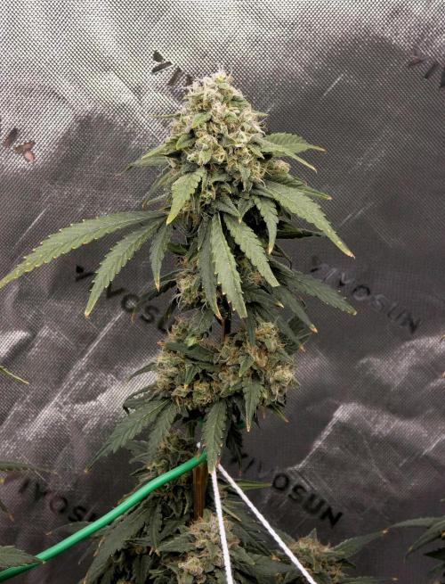 Blueberry. Week 12