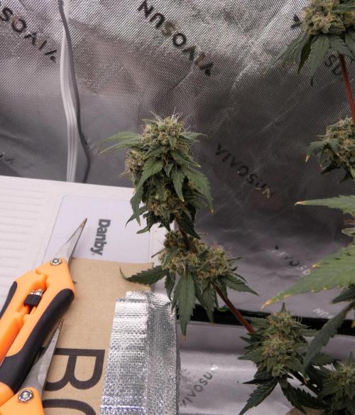 Blueberry. Week 12