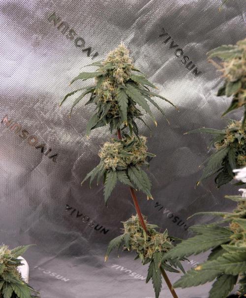 Blueberry. Week 12