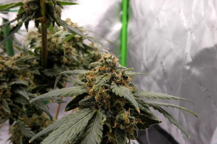 Blueberry. Week 12