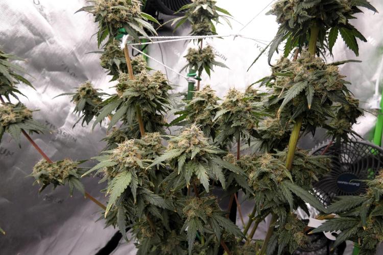 Blueberry. Week 12