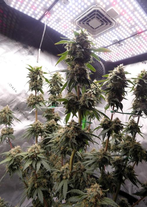 Blueberry. Week 12