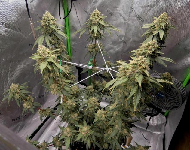 Blueberry. Week 12