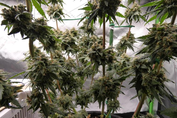 Blueberry. Week 12