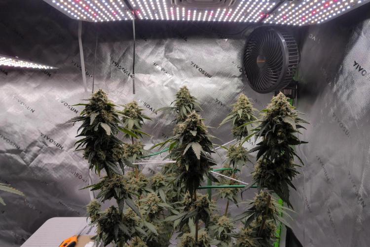 Blueberry. Week 12