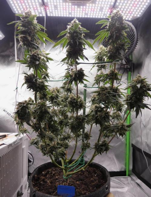 Blueberry. Week 12