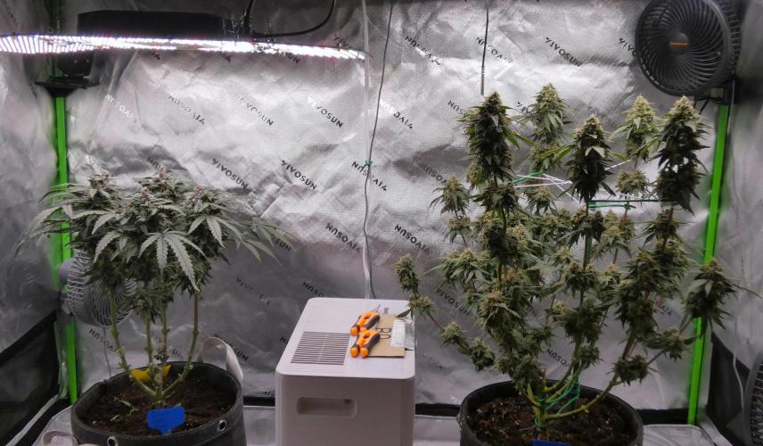 Blueberry. Week 12