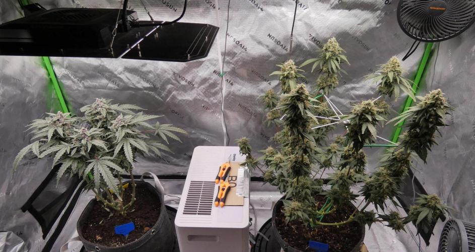 Blueberry. Week 12