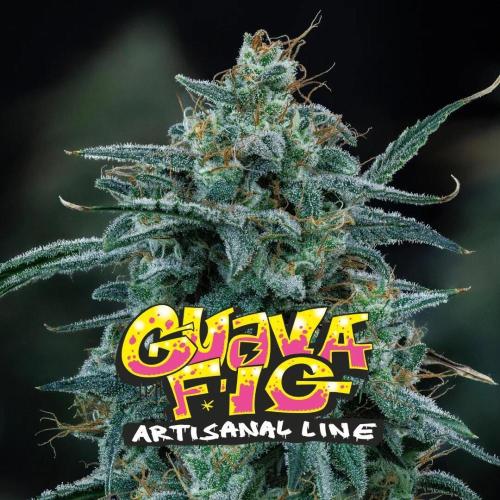 Guava Fig - Mephisto. Week 0