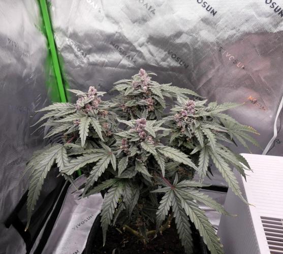 Four Banger. Week 12