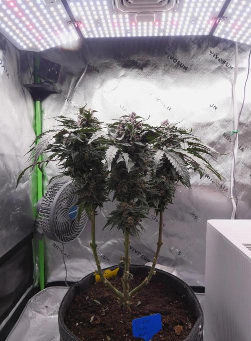 Four Banger. Week 12