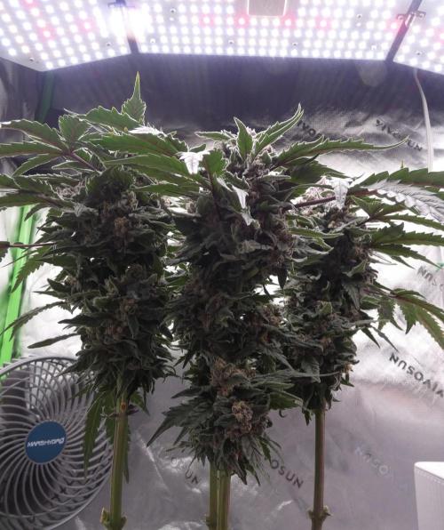 Four Banger. Week 12