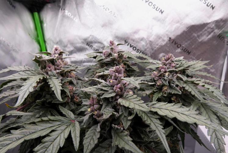 Four Banger. Week 12