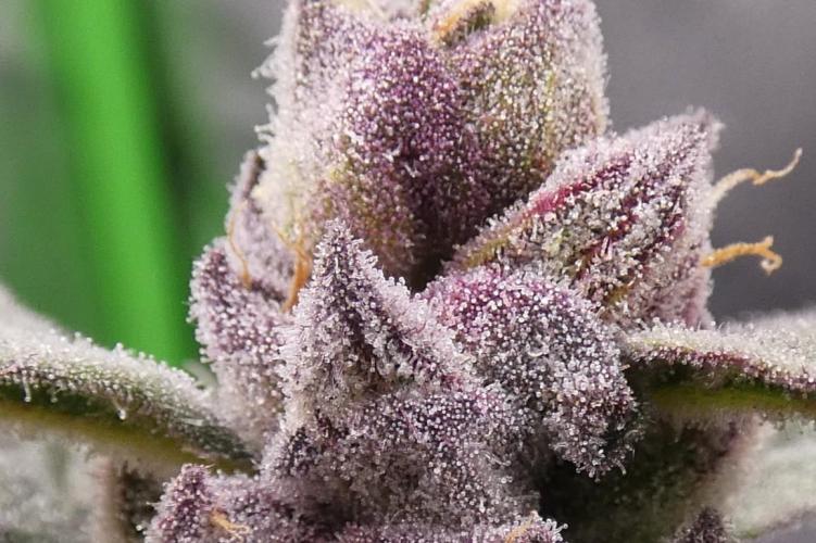 Four Banger. Week 12