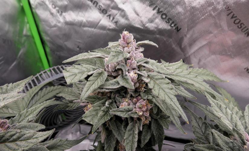 Four Banger. Week 12